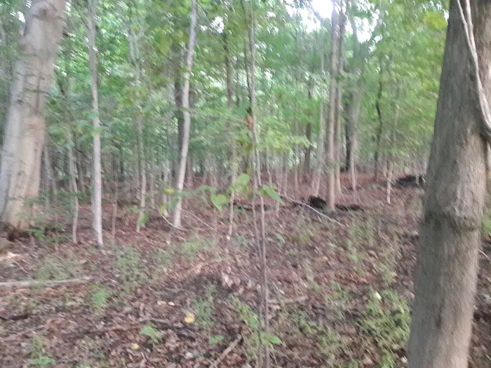 Traveler's Woods Picture 5