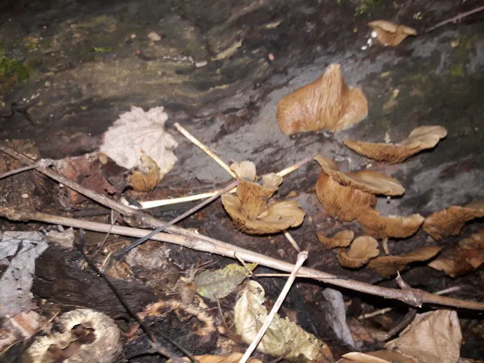 Traveler's Woods Picture 8