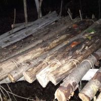 Traveler's Woods ico