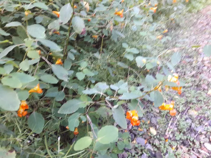 Traveler's Woods Picture 2