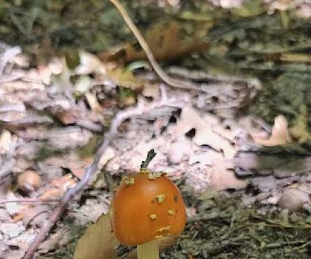 West Branch State Park Campground Check in Station and Store
