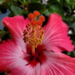 McDermott’s Lakefront Campground