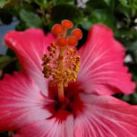 McDermott’s Lakefront Campground ico