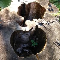 Clewell's Landing Camp at Pinecrest ico