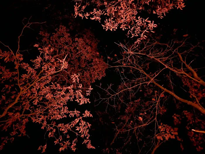 Red Tail Adirondacks Picture 4