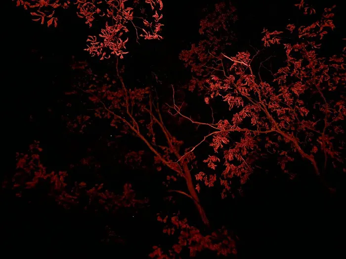 Red Tail Adirondacks Picture 1