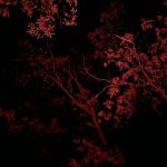 Red Tail Adirondacks