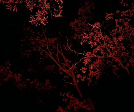 Red Tail Adirondacks