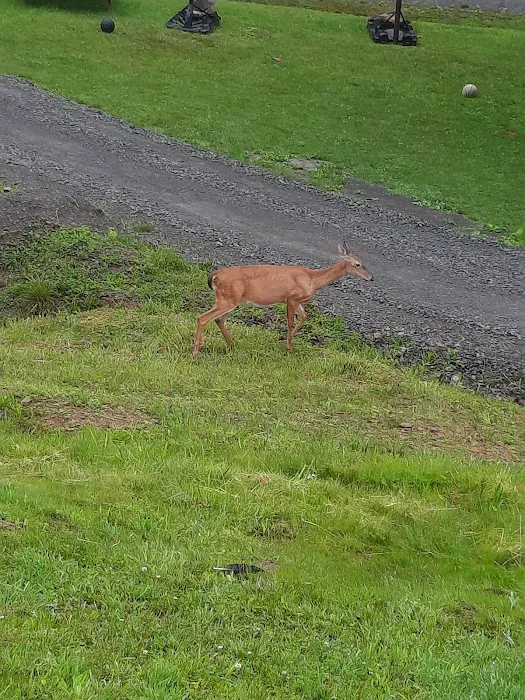 Lakeside Resort Campground Picture 9