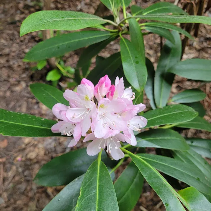 Swallow Rock Campground Picture 10