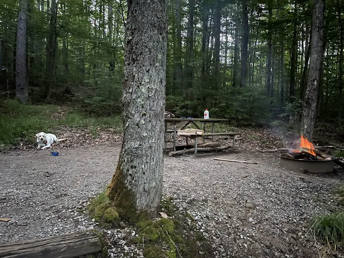 Spruce Knob Lake Campground Picture 7