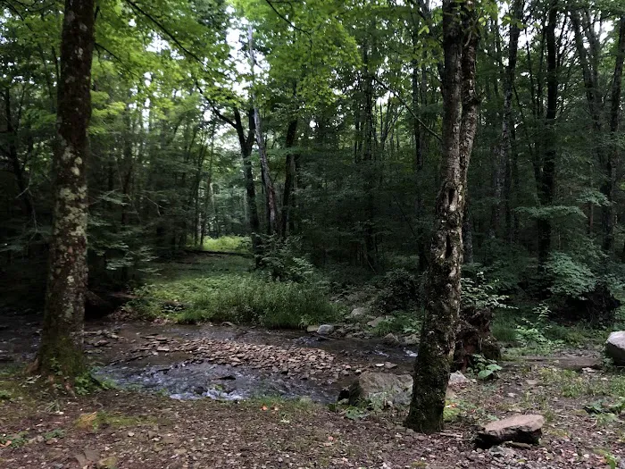 Island Campground Picture 1