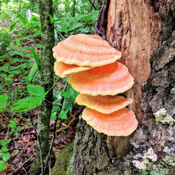 Laurel Fork Campground Picture 10