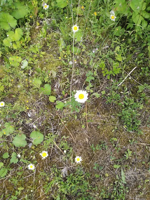 Laurel Fork Campground Picture 9