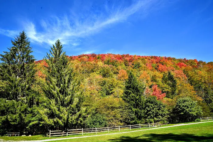 Laurel Fork Campground Picture 4