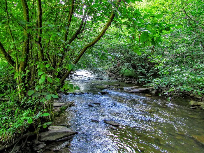 Laurel Fork Campground Picture 3