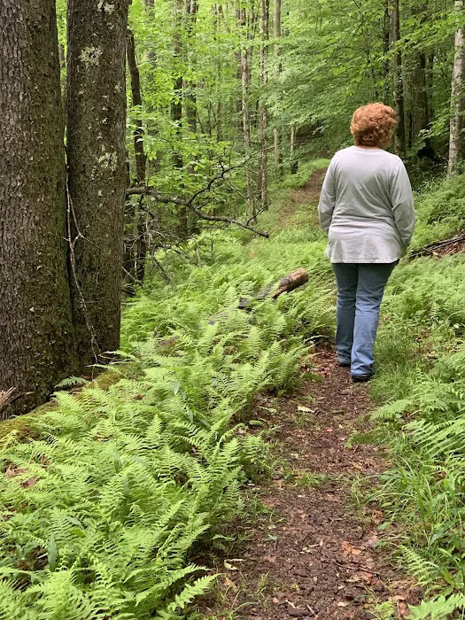 Laurel Fork Campground Picture 8