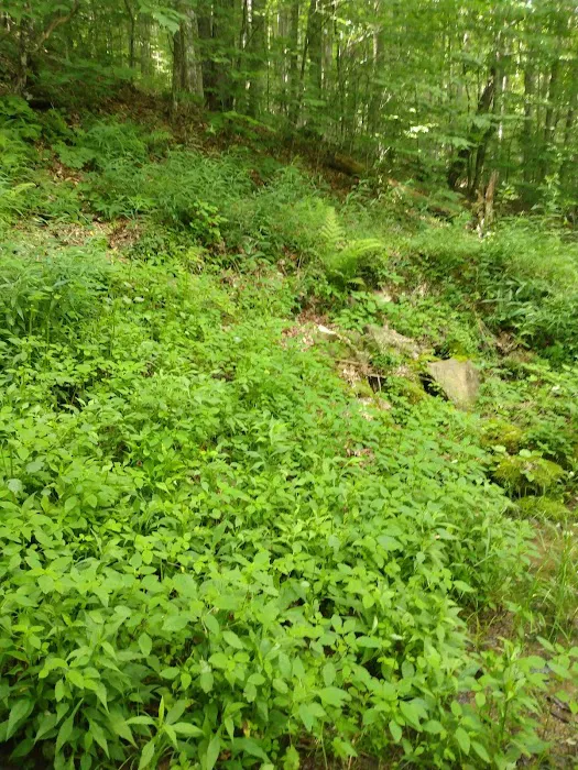 Laurel Fork Campground Picture 5