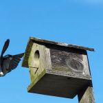 Cowan West Campground