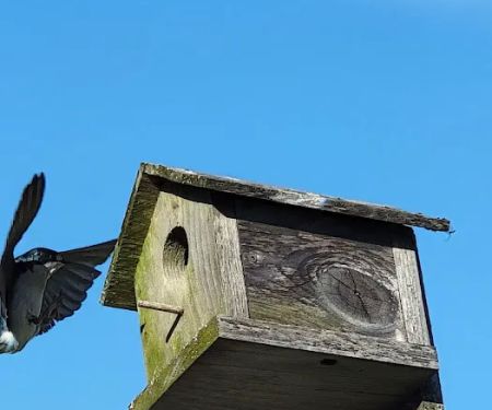 Cowan West Campground
