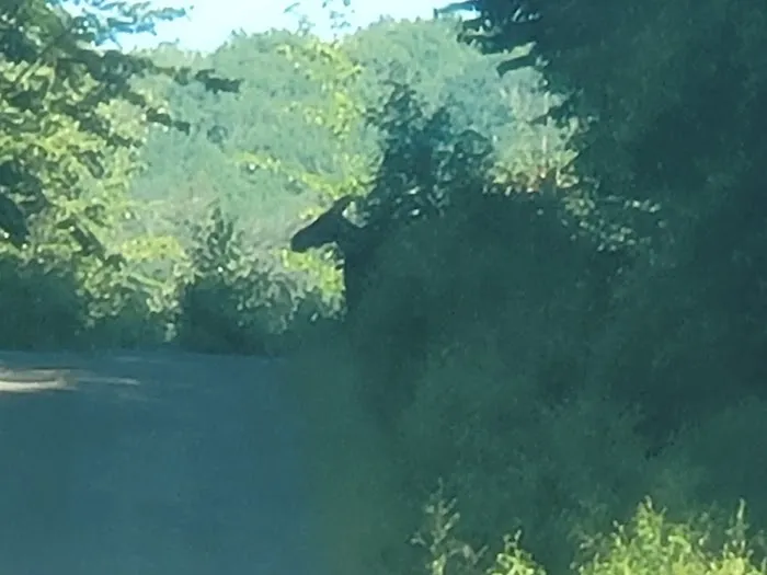 Cowan West Campground Picture 4