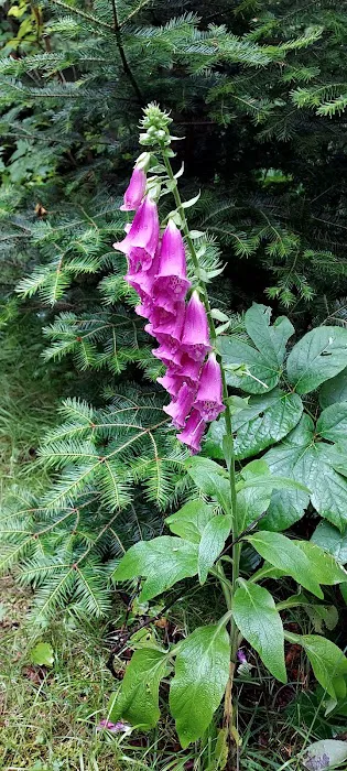 AMC Little Lyford Lodge & Cabins Picture 1