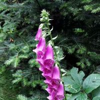 AMC Little Lyford Lodge & Cabins ico