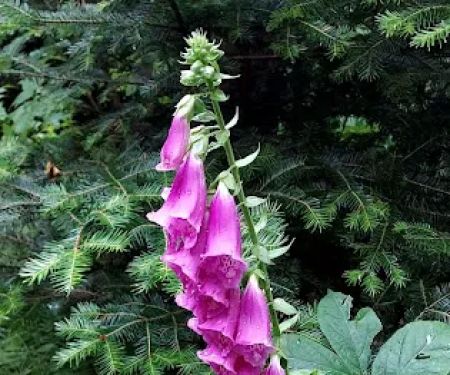 AMC Little Lyford Lodge & Cabins