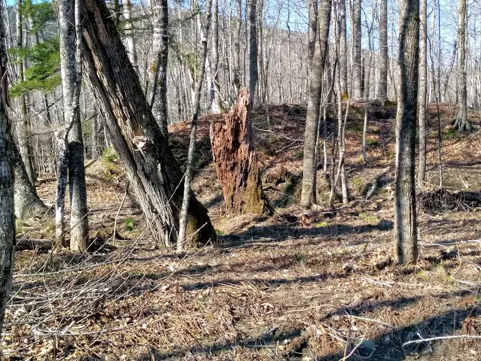 West Branch Pleasant River Campsite #6 Picture 9