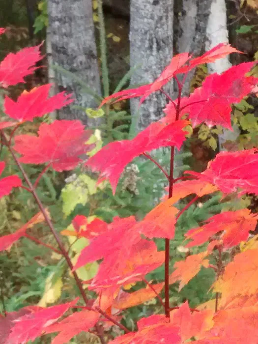 Moose River Campground Picture 8