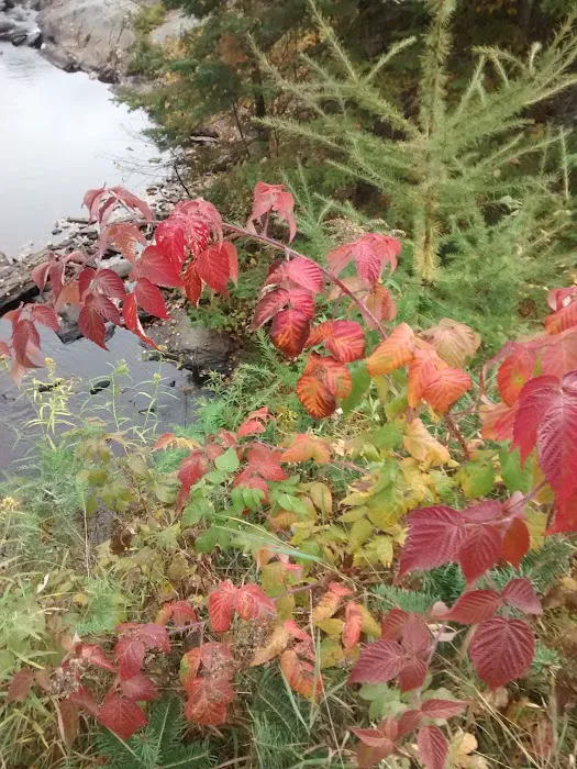 Moose River Campground Picture 5