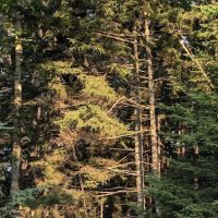 Deer Creek Cabin in Sprucewold ico