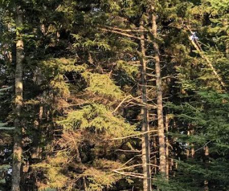 Deer Creek Cabin in Sprucewold