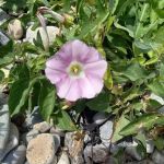 Lobster Buoy Campsite