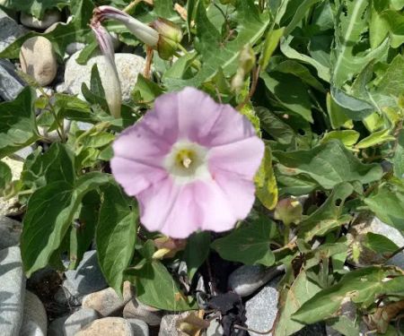Lobster Buoy Campsite