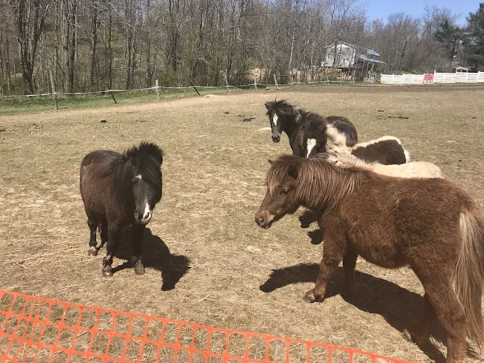 Camp Avery Picture 2