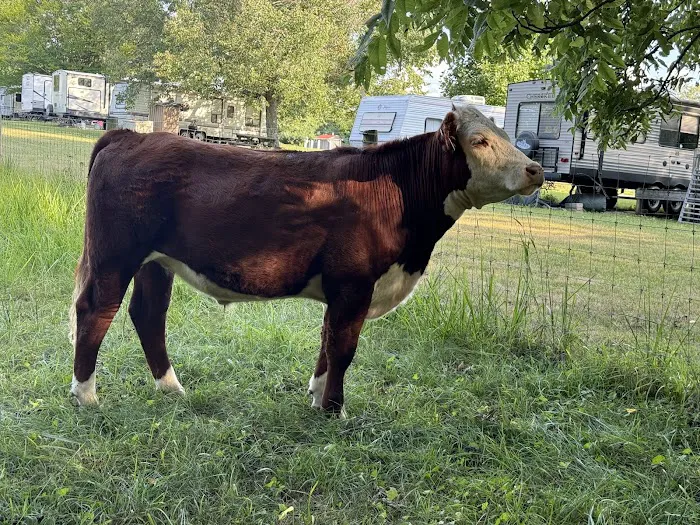 Barn Yard Camping Picture 7