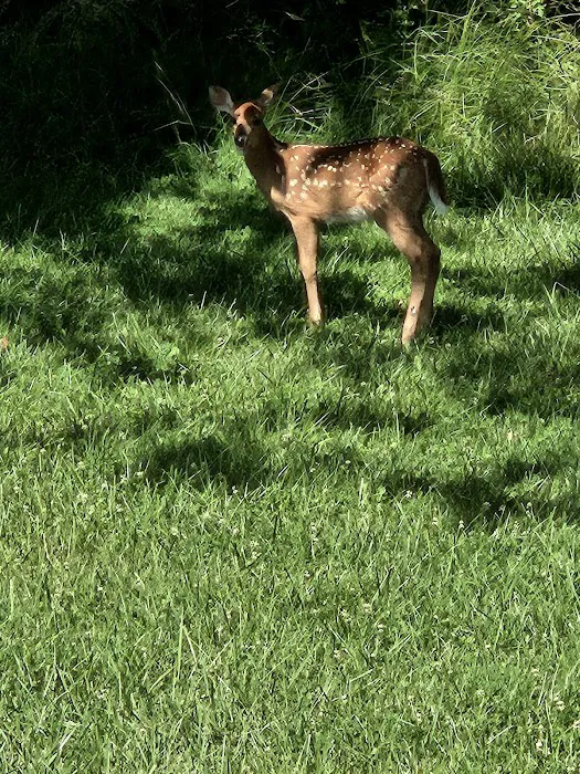 Parkside Campground Picture 9