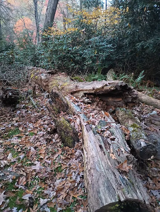 Audra State Park Campground Picture 9