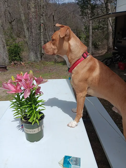 CAMP MORNING WOOD Picture 6