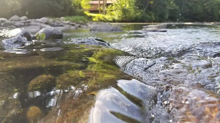 CAMP MORNING WOOD Picture 3