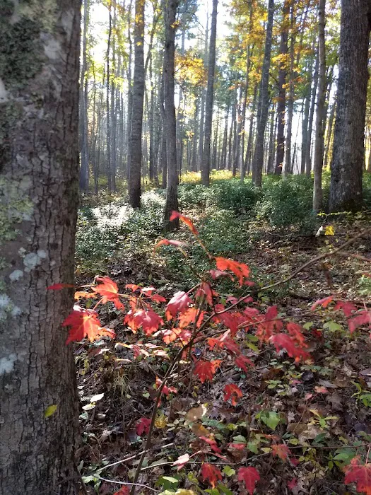 Bubbling Springs Day Use Area (recgovnpsdata) Picture 3