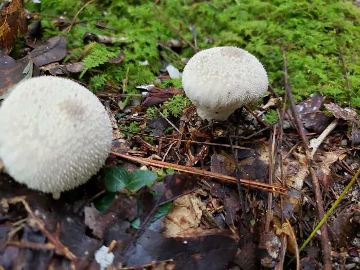 North Creek Campground Picture 1