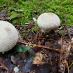 North Creek Campground