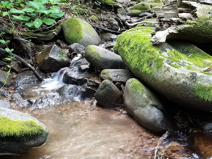 North Creek Campground Picture 4