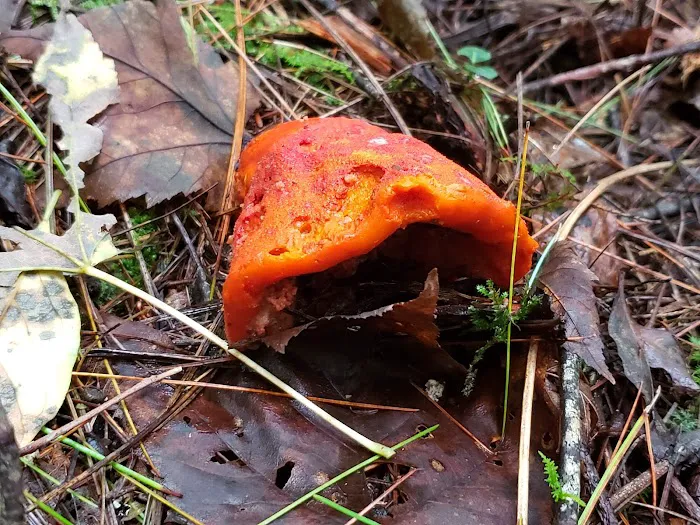 North Creek Campground Picture 3