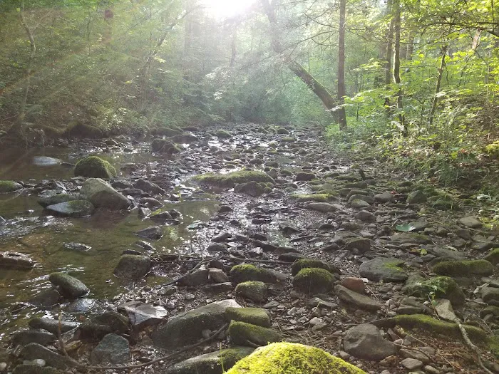 North Creek Campground Picture 8