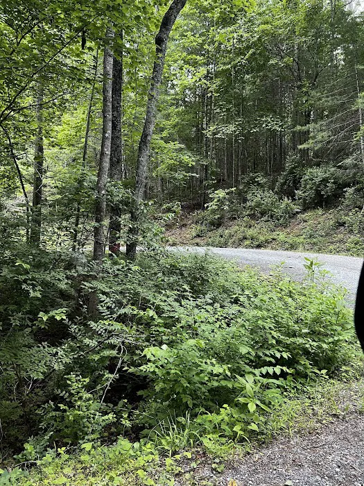 Colon Hollow Shelter Campground Picture 4