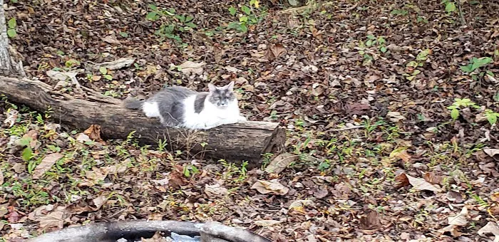 Camp Karma Picture 3