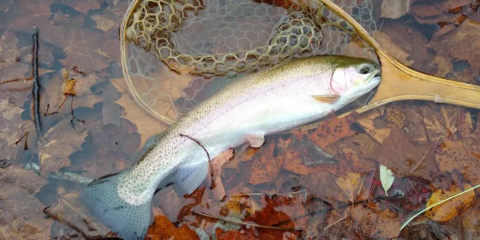 Peaceful River Campground Picture 2